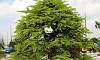 Tamarind_Bonsai_3.JPG
