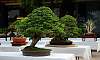 Tamarind_Bonsai_4.JPG
