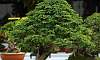Tamarind_Bonsai_5.JPG