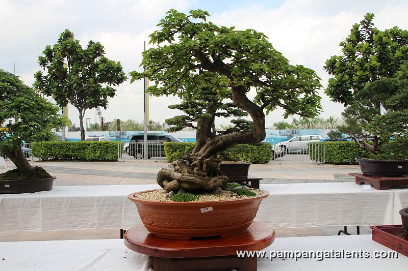 Exposed Roots - Bougainvillea Philippines Bonsai