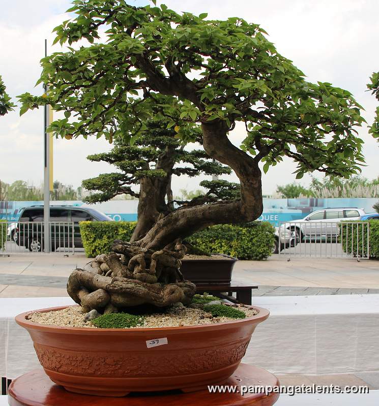 Exposed Roots - Bougainvillea Philippines Bonsai