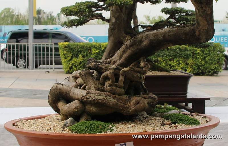 Exposed Roots - Bougainvillea Philippines Bonsai