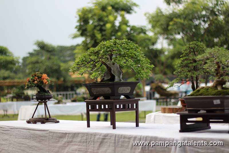 Formal upright Malabayabas Philippines Bonsai