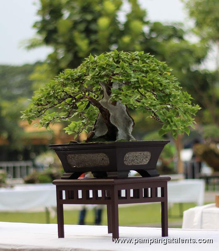 Formal upright - Bougainvillea Philippines Bonsai 
