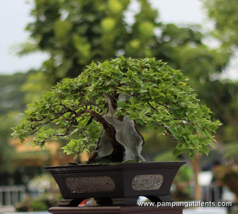 Formal upright - Bougainvillea Philippines Bonsai 