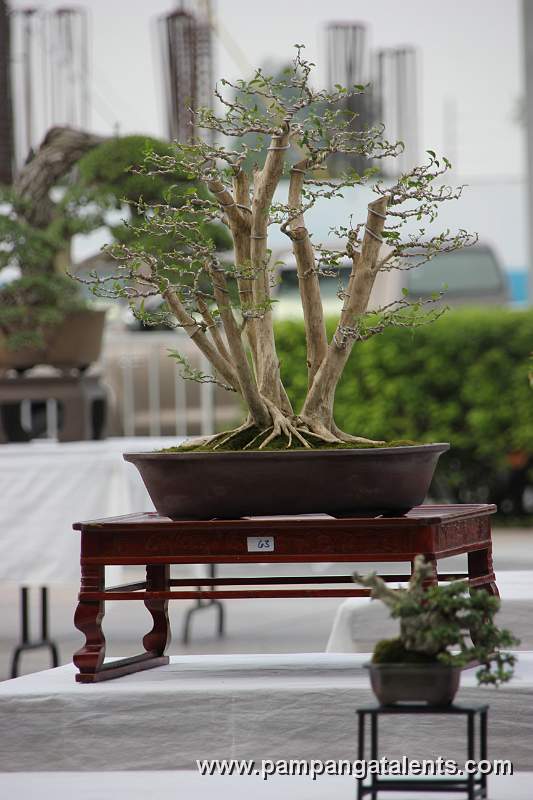 Clamp Style- Kamuning Philippines Bonsai