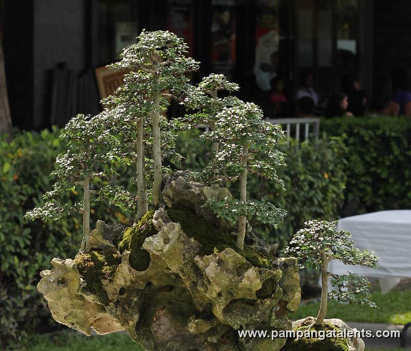 Forest - Kayos Philippines Bonsai