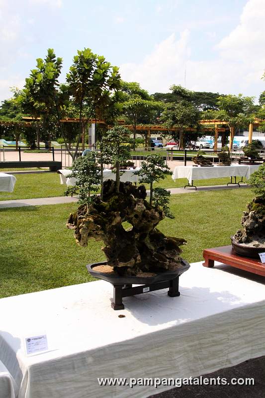 Forest - Kayos Philippines Bonsai