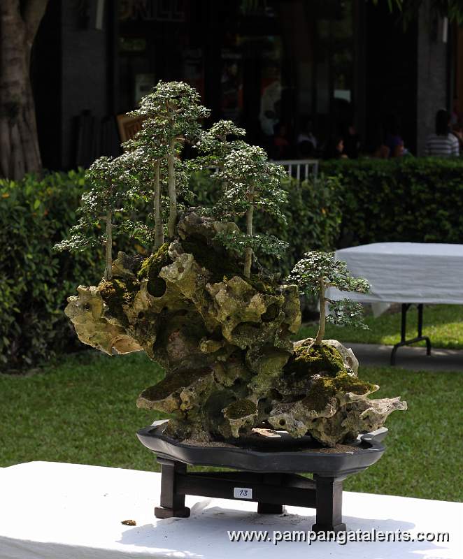 Forest - Kayos Philippines Bonsai