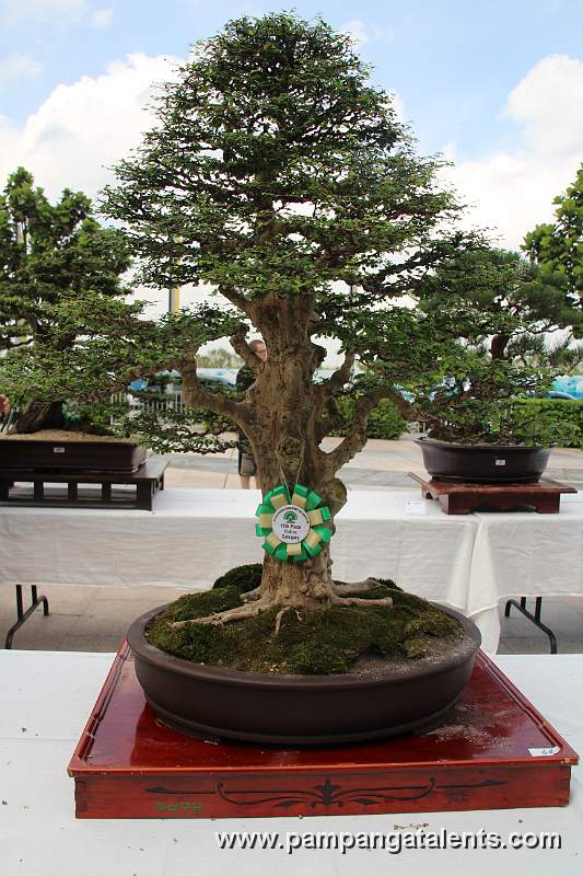 Formal upright - Malabayabas Philippines Bonsai
