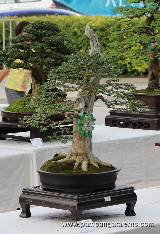 Formal upright Malabayabas Philippines Bonsai