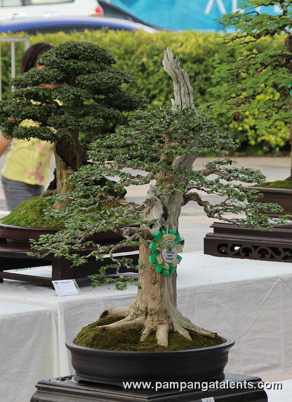 Formal upright - Molawin Philippines Bonsai