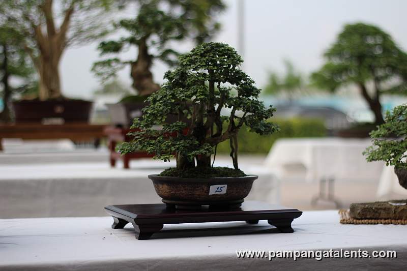Clamp Style- mulawin Philippines Bonsai