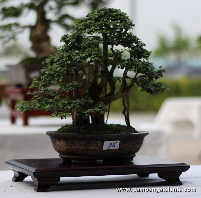 Clamp Style- mulawin Philippines Bonsai