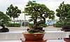 Bougainvillea_Bonsai_1.JPG