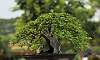 Bougainvillea_Bonsai_5b.JPG