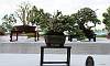 Molave_Bonsai_2.JPG