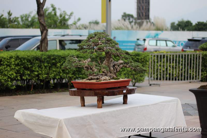 Formal upright - Bantigue Philippines Bonsai