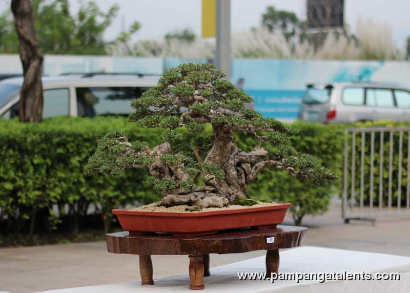 Formal upright - Bantigue Philippines Bonsai