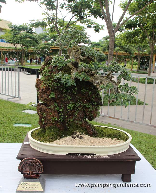 Formal upright Bantigue Philippines Bonsai