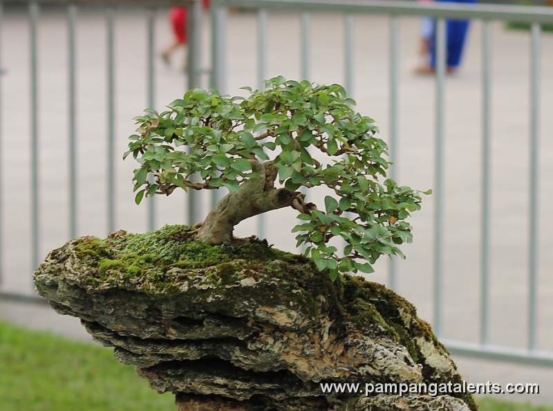 Rockgrown - mulawin Philippines Bonsai