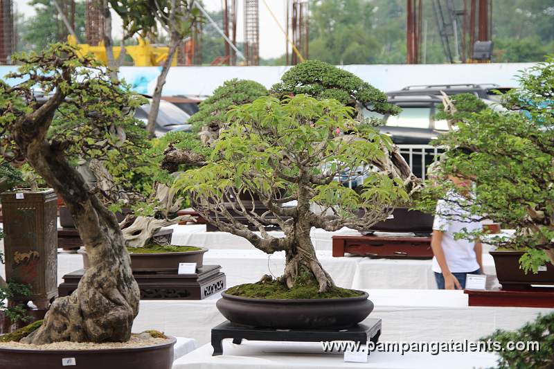 Formal upright - Red Ficus Philippines Bonsai