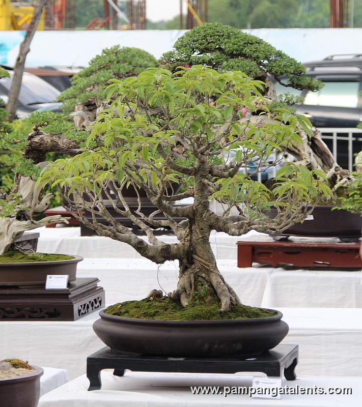 Formal upright - Red Ficus Philippines Bonsai