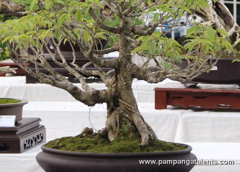 Formal upright Red Ficus Philippines Bonsai