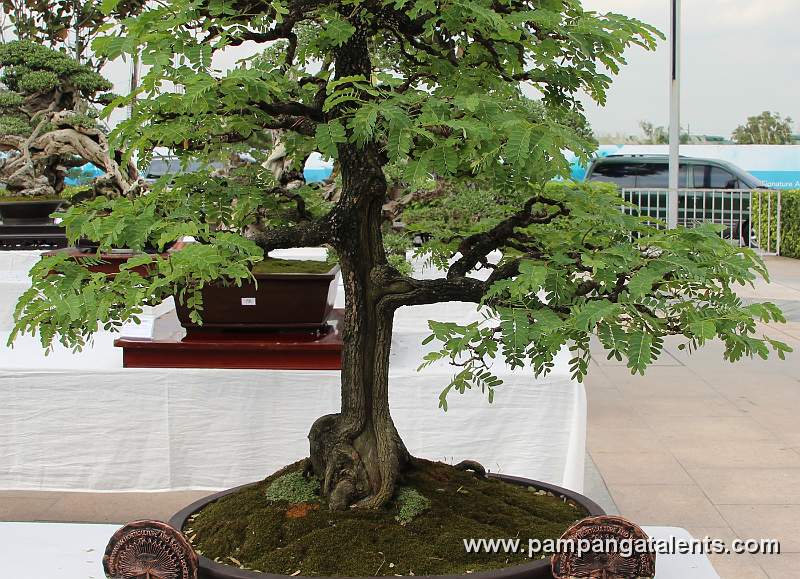 Formal upright - Tamarind Philippines Bonsai