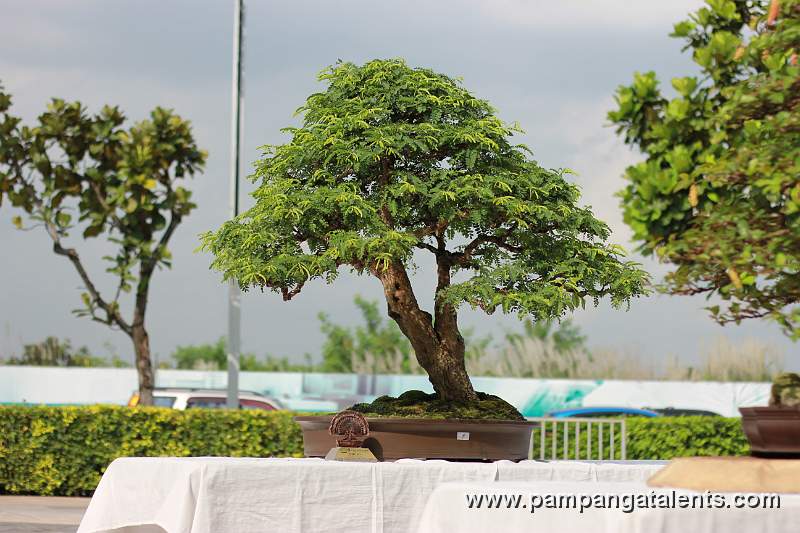 Twintrunk - Tamarind Philippines Bonsai