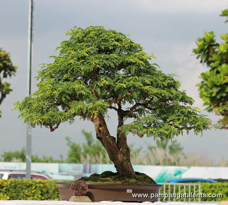 Twintrunk - Tamarind Philippines Bonsai