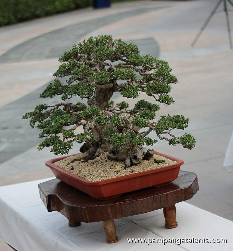 Formal upright - Bantigue Bonsai