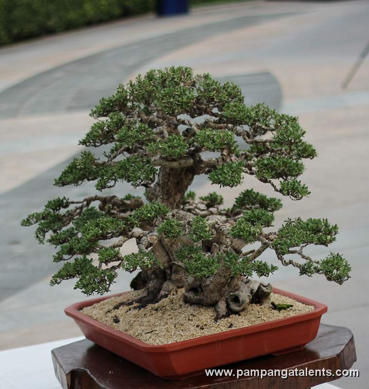Formal upright - Bantigue Bonsai