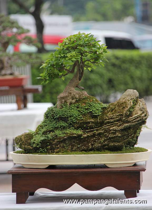 Rockgrown - Bignay Bonsai