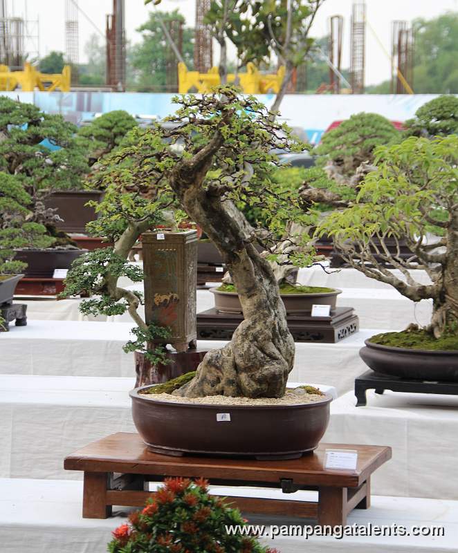 informal upright - Bougainvillea