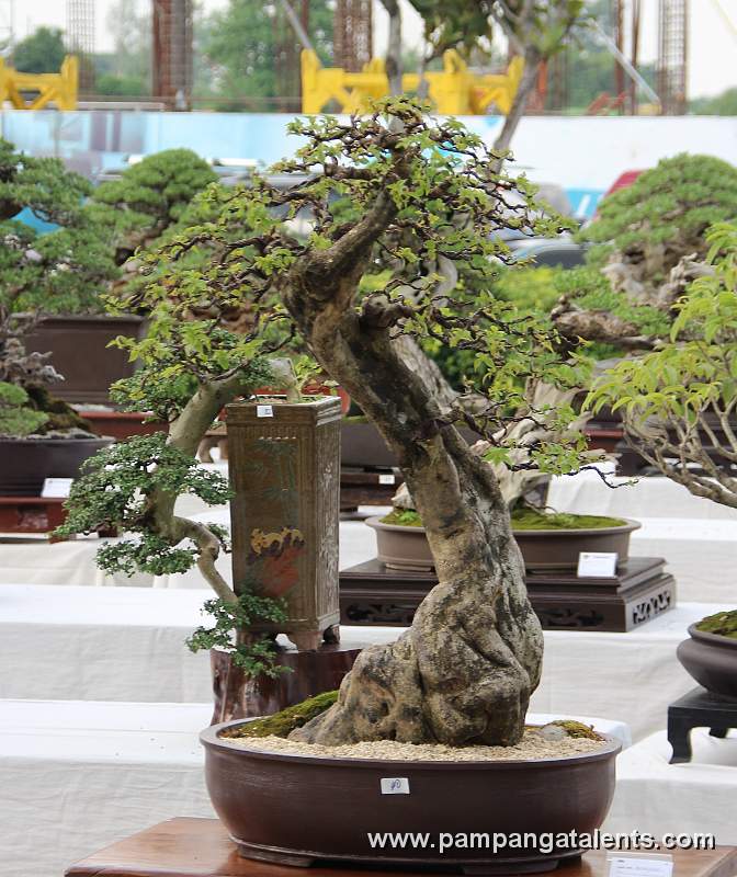 informal upright - Bougainvillea