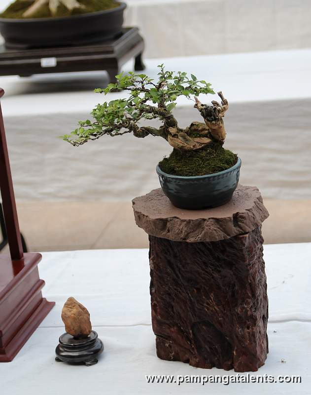 Mame - bonsai below 6 inches - Chinamansat Bonsai