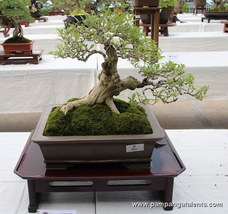 Informal upright - Latino Bonsai 