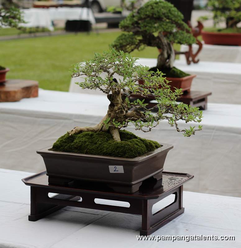 Informal upright - Latino Bonsai