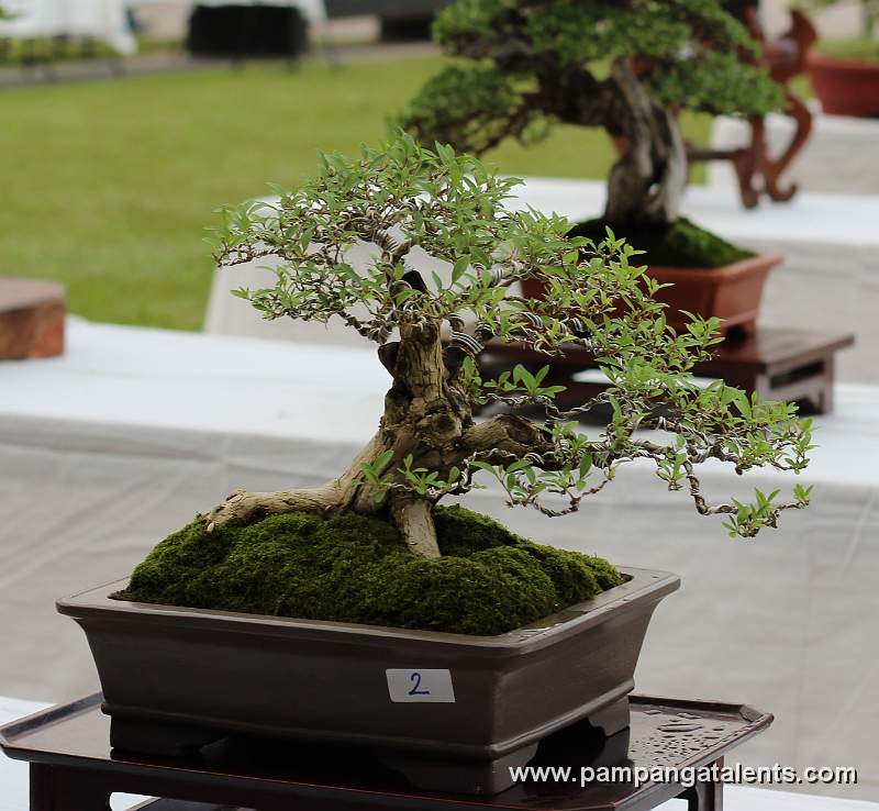 Informal upright - Latino Bonsia