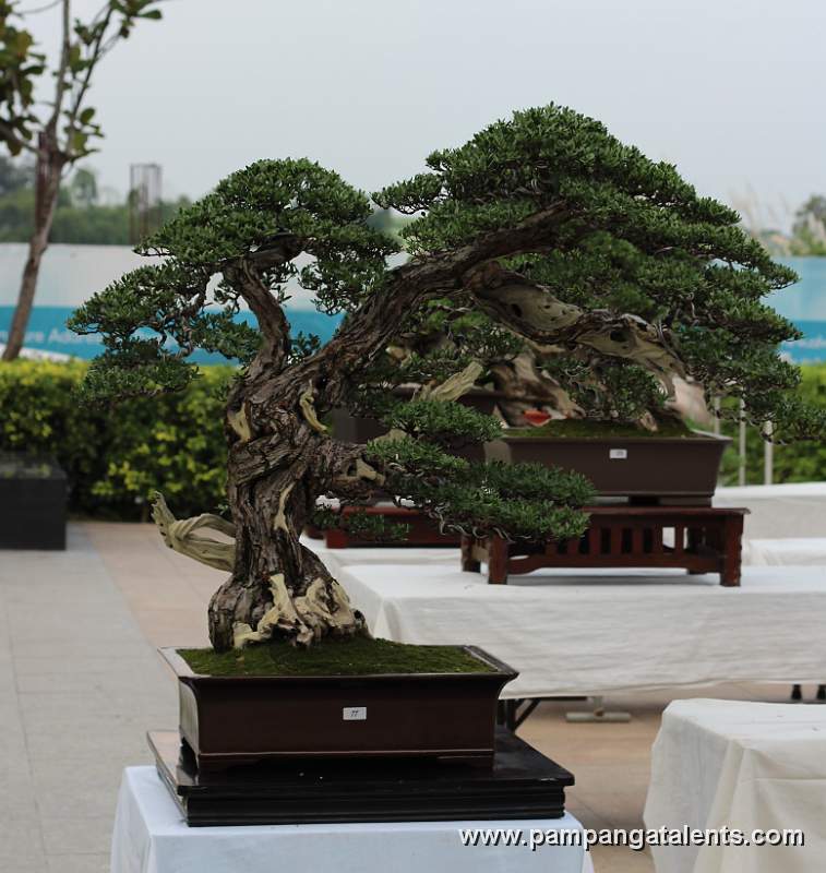 Literati - Bantigue Bonsai 