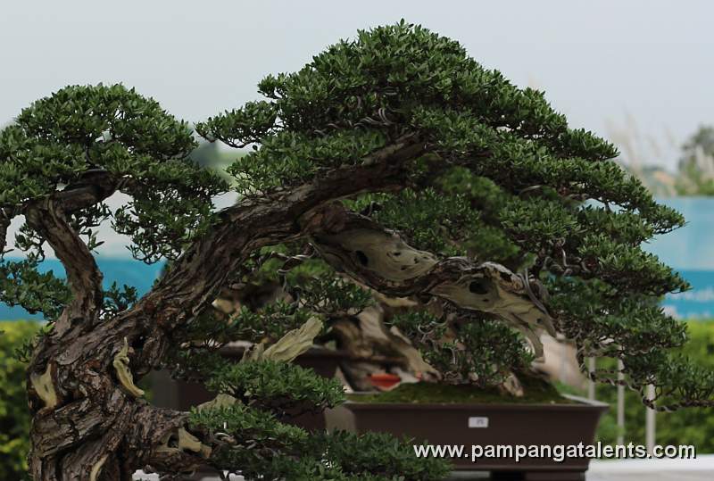 Literati - Bantigue Bonsai 