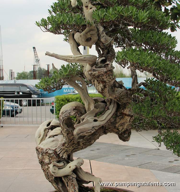 Literati - Bantigue Bonsai 