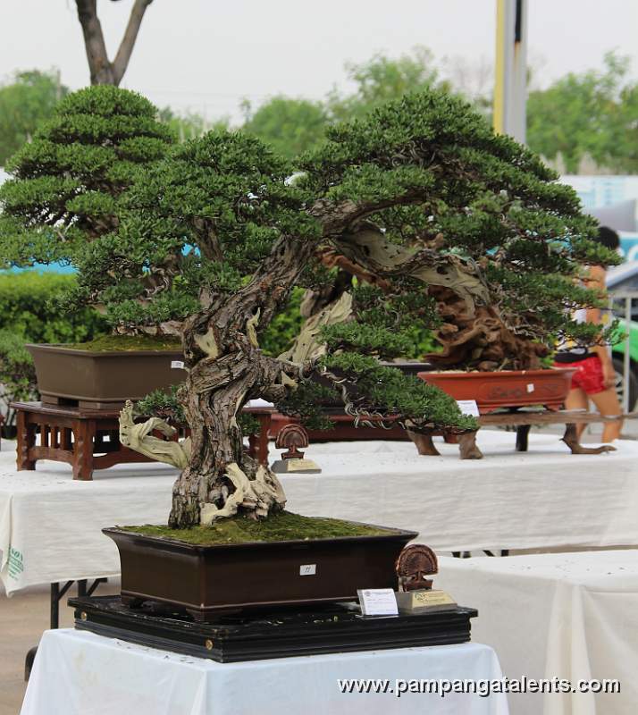 Literati - Bantigue Bonsai 