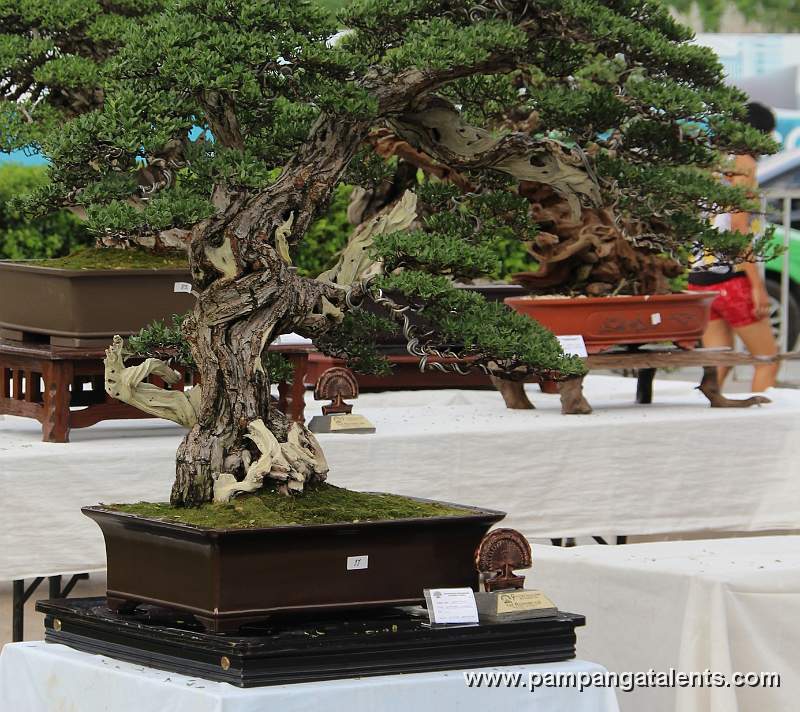 Literati - Bantigue Bonsai 