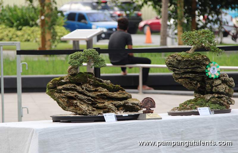 Rockgrown - Molave Bonsai