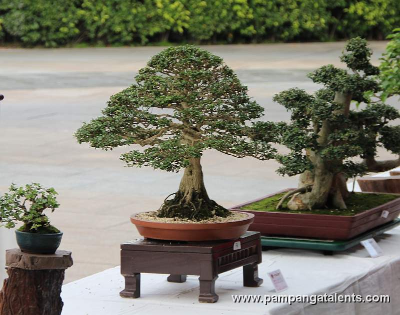 Formal upright - Mulawin Bonsai