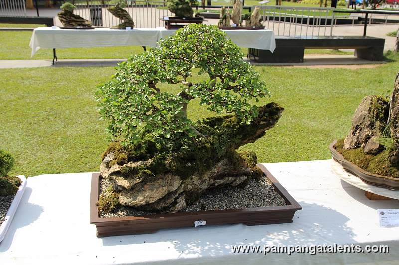Rockgrown - Mulawin Bonsai 