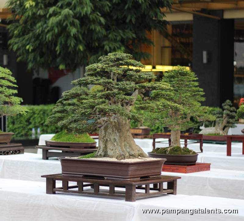 Formal upright - Yangya Bonsai