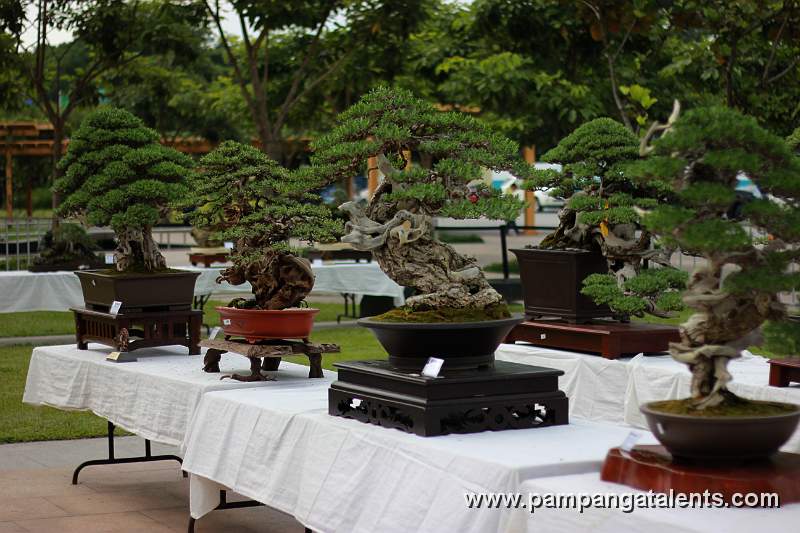 Slanting - Bantigue Bonsai